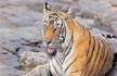Ranthambore might lose world’s oldest living tigress